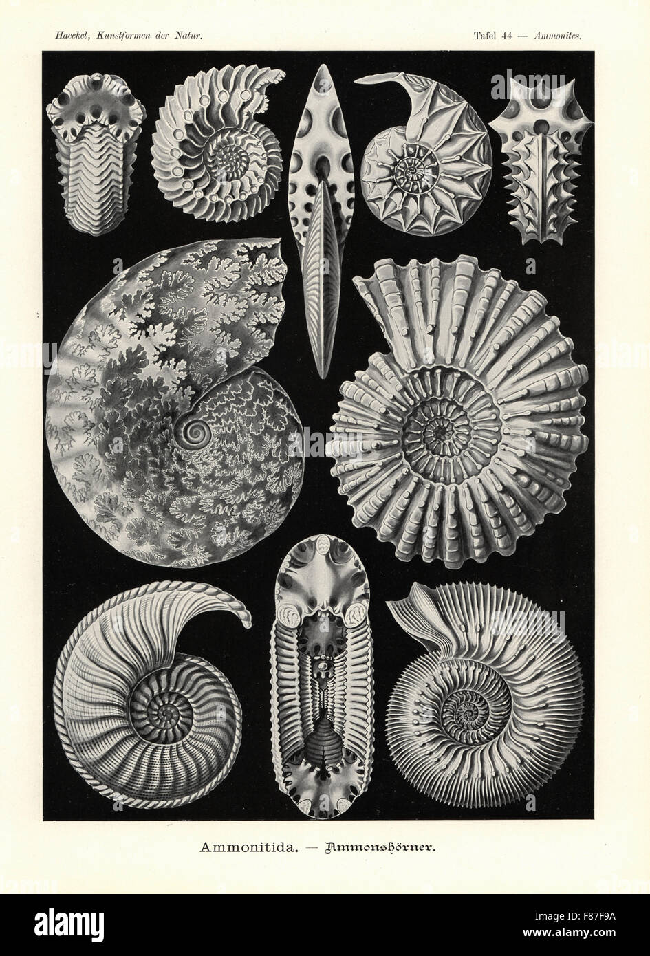 Ammonitida o extintos ammonites fósiles: Cardioceras cordatum 1,2, Schloenbachia varians 3,4, 5,6, opulentus Ptychites Douvilleiceras Puzosia planulatus mammillatum 7, 8, 9 y Stephanoceras Amaltheus margaritatus humphriesianum 10. Por Adolf Glitsch Chromolithograph desde una ilustración por Ernst Haeckel de formas de arte en la naturaleza, Kunstformen der Natur, Liepzig, Alemania, 1904. Foto de stock