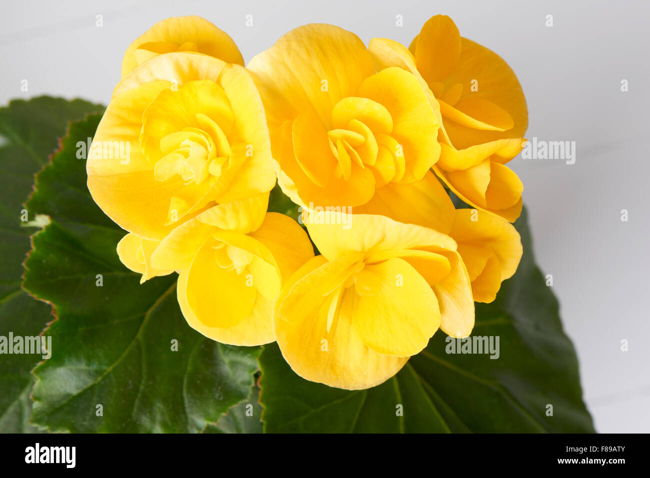 Acercamiento de begonia flores amarillas sobre un fondo blanco Fotografía  de stock - Alamy