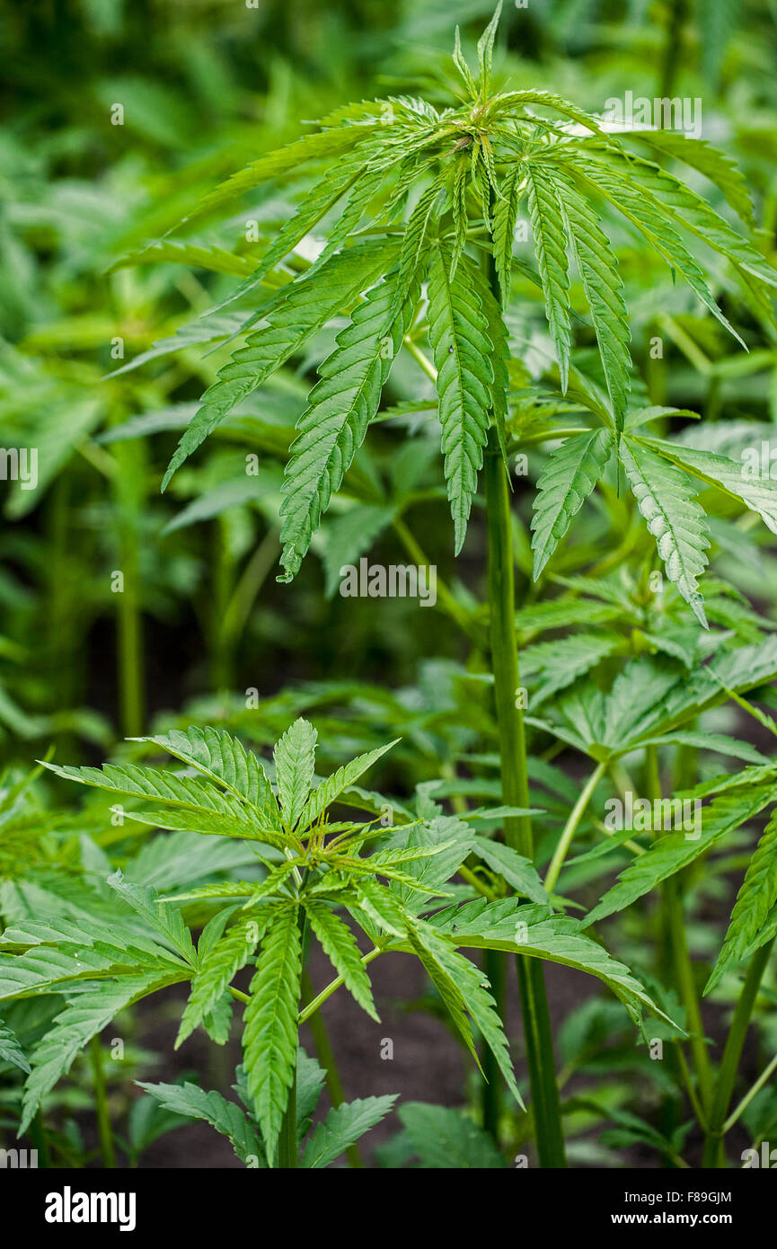 El Cannabis o cáñamo (Cannabis sativa) las plantas que crecen en plantaciones Foto de stock