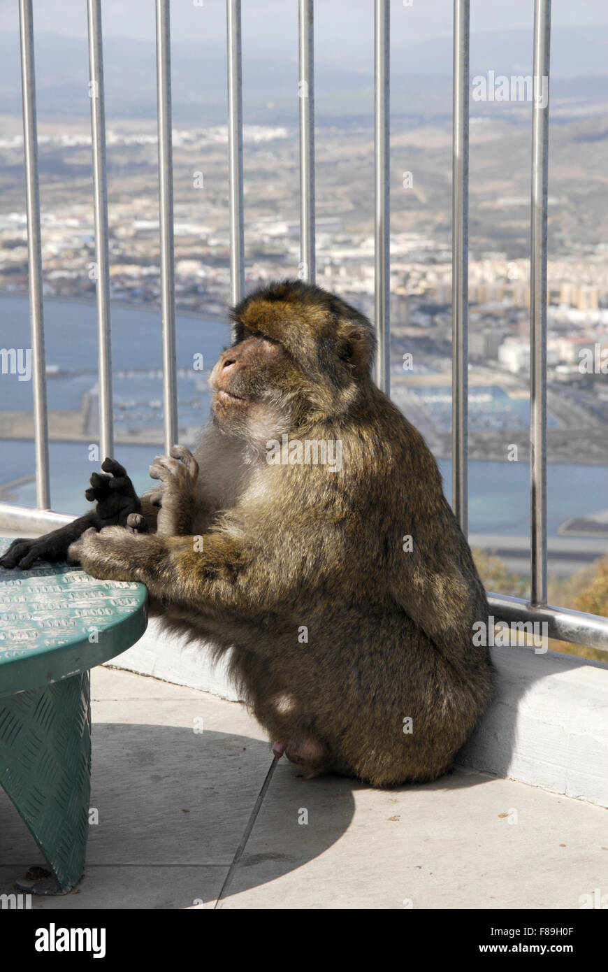 Mono macaco en la estación superior, el Peñón de Gibraltar Foto de stock