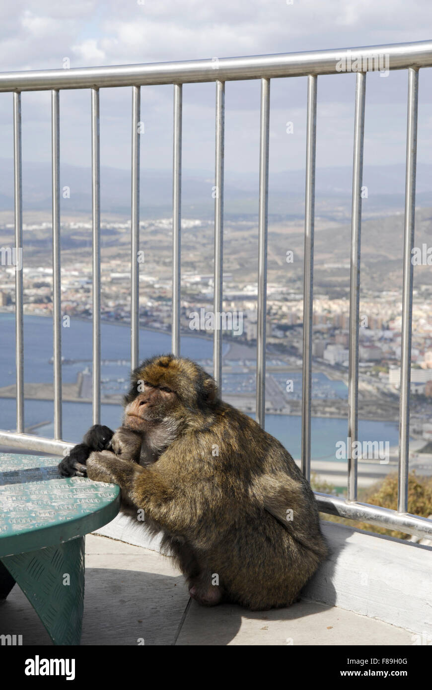 El macaco o Rock Ape en la estación superior, el Peñón de Gibraltar Foto de stock