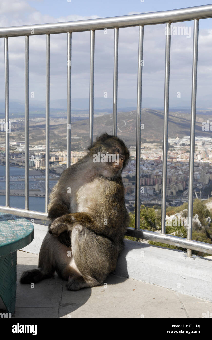 Mono en la estación superior, el Peñón de Gibraltar. Foto de stock