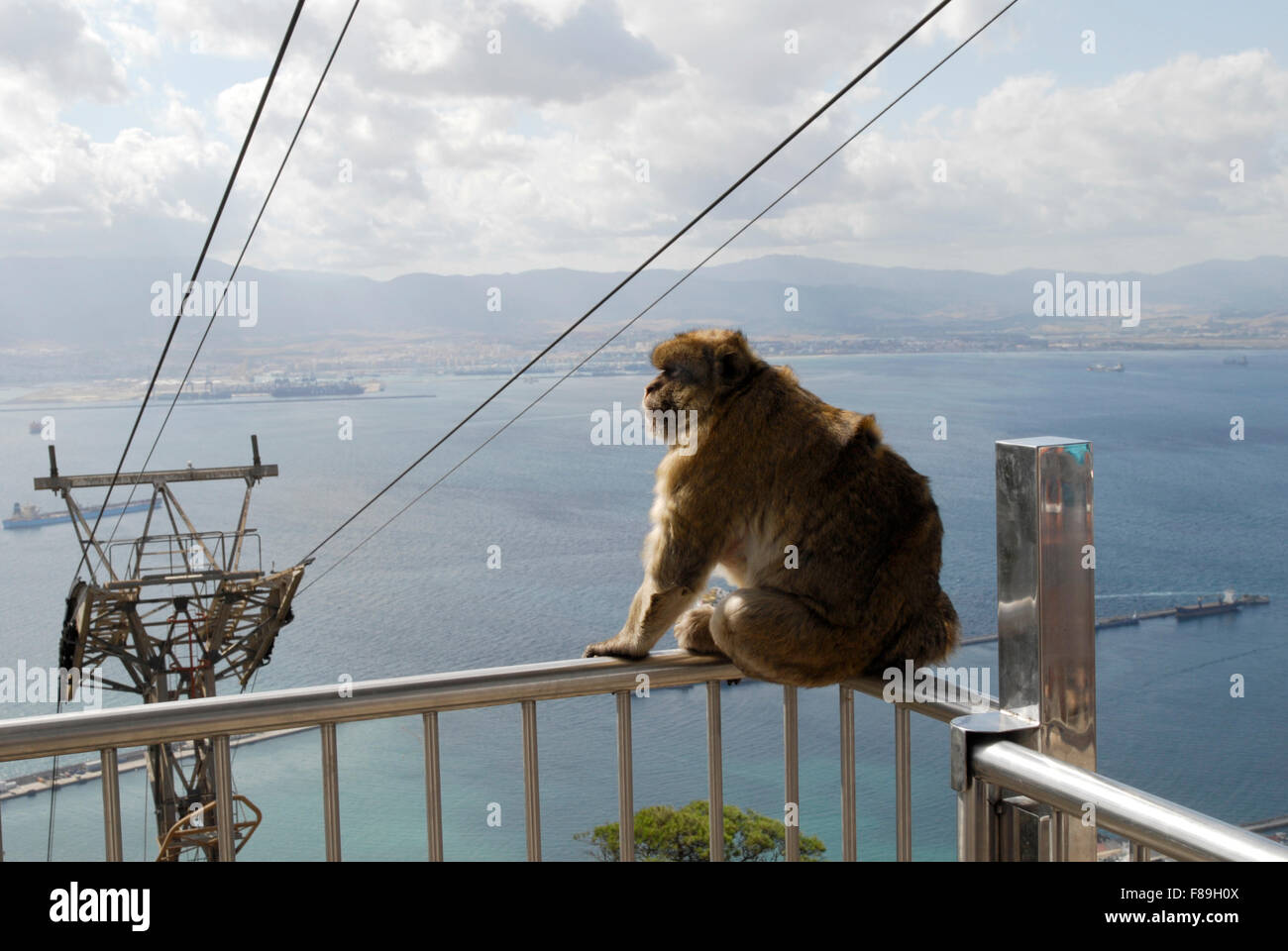 El macaco en la estación del teleférico superior, el Peñón de Gibraltar. Foto de stock