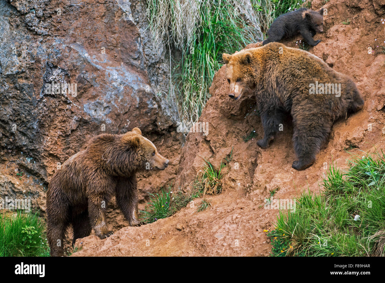 Euroasiática de oso pardo (Ursus arctos arctos) mujeres defendiendo cub contra otros llevan en la cara de la roca en la primavera Foto de stock