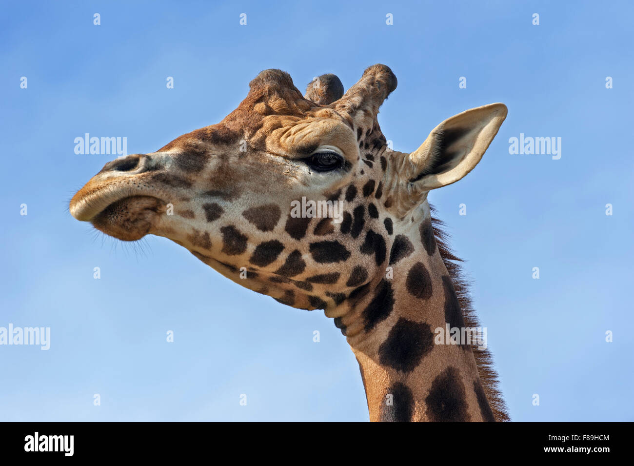 Jirafa (Giraffa camelopardalis), cerca de la cabeza contra el cielo azul Foto de stock