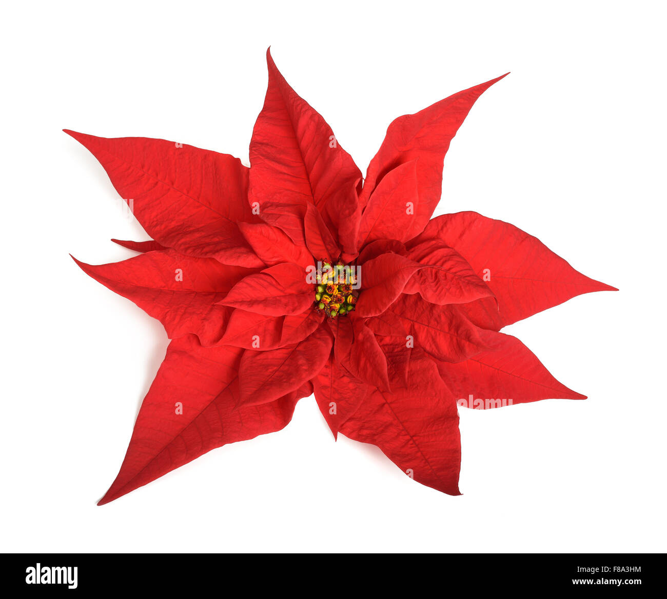 Nochebuena flor fotografías e imágenes de alta resolución - Alamy