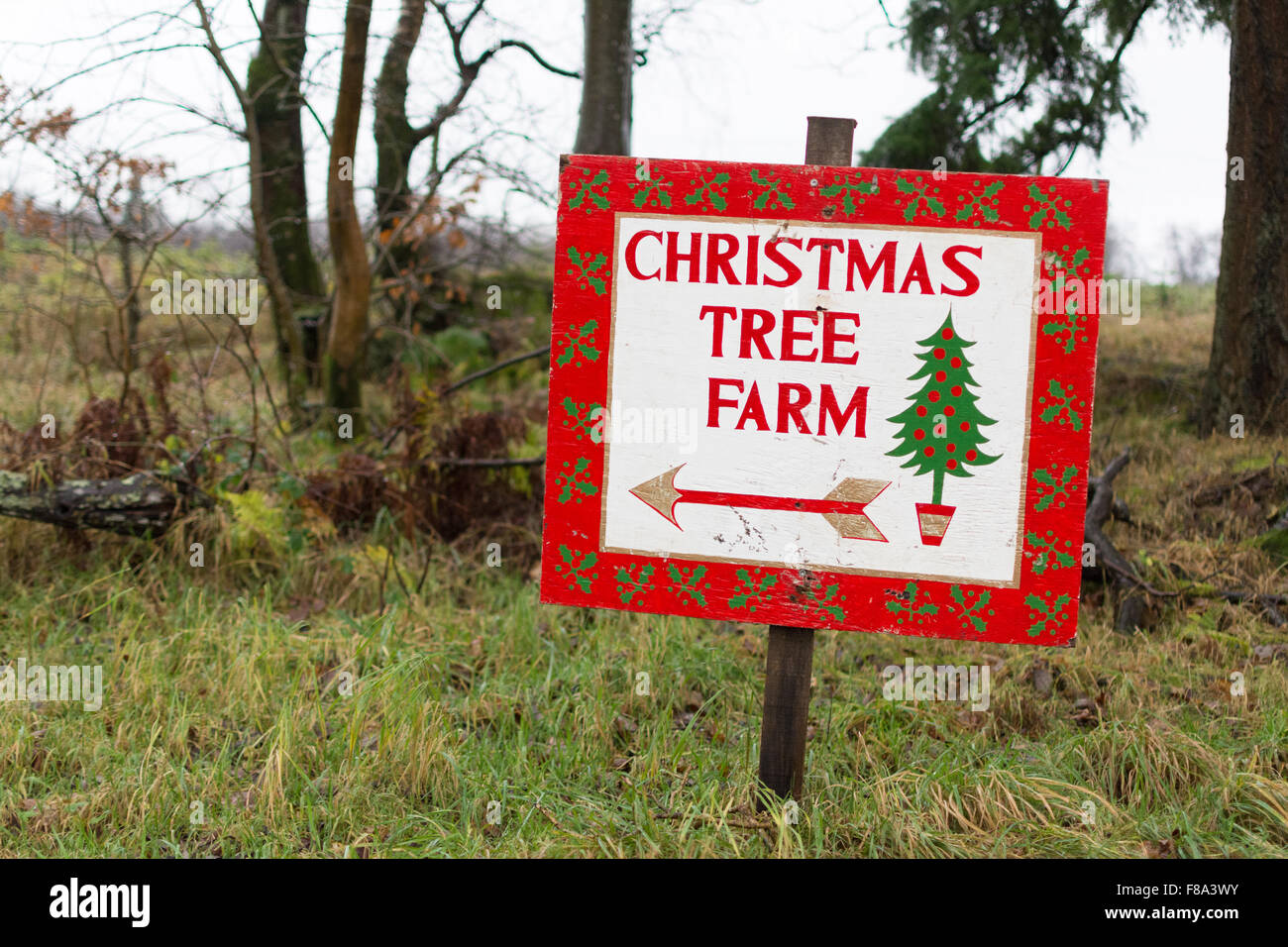 Christmas Tree Farm cartel que indica el camino a Wester Auchentroig Christmas Tree Farm, Buchlyvie, Stirlingshire, Escocia, Reino Unido Foto de stock