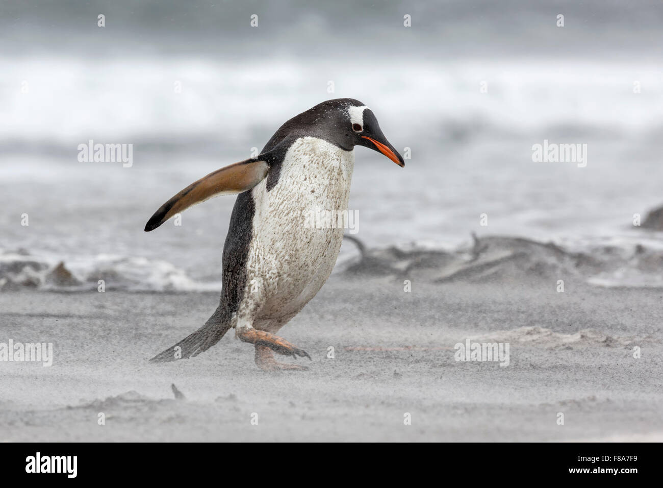 Pingüino de Gentoo Foto de stock
