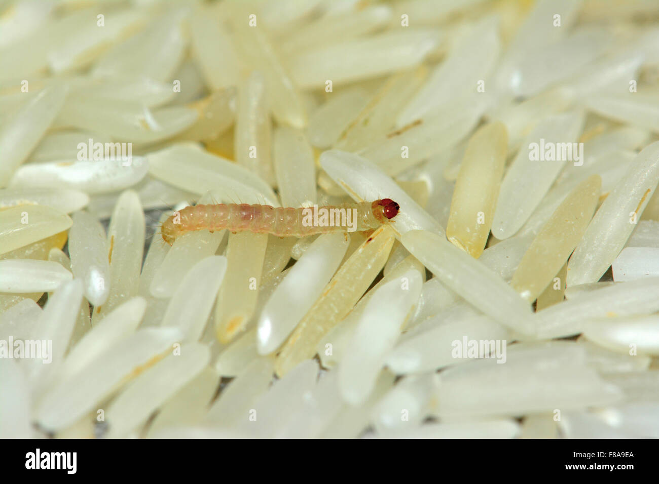 Gusano de granos de arroz Fotografía de stock Alamy