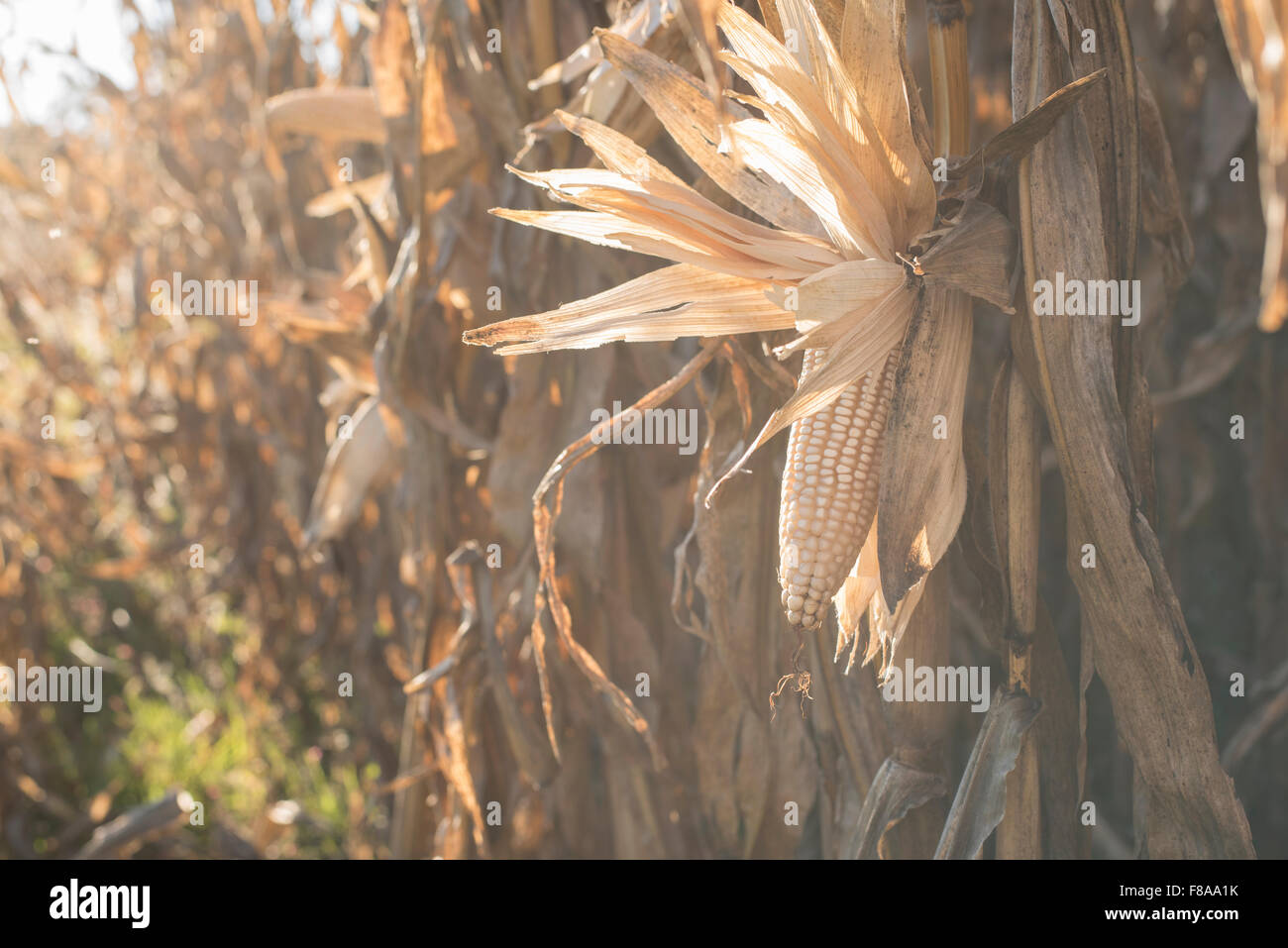 Cosecha tardía de un campo de maíz en México al atardecer Foto de stock