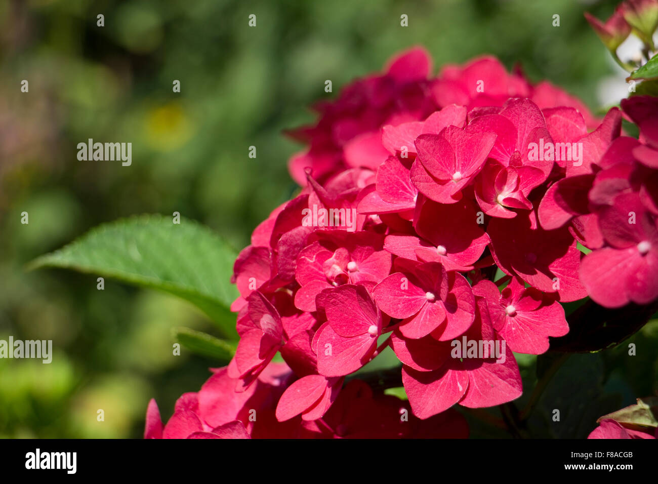 Hydrangea Maco. Dark Angel. Una excepcional tapa encaje hydrangea con flor azul bud apertura a los matices de rosa, crema y rojo con Foto de stock