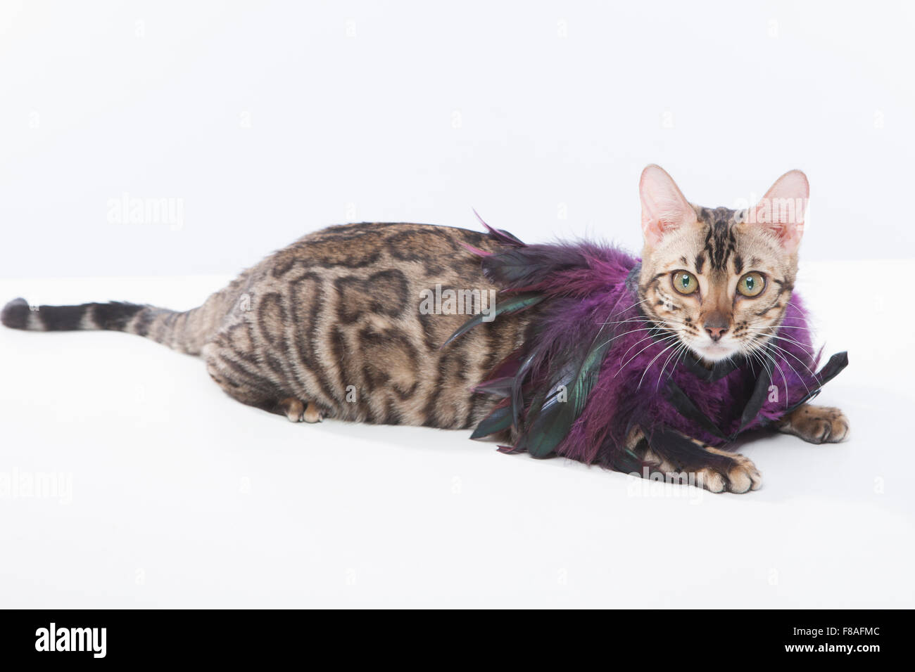 Gato de Bengala con accesorio de plumas acostado Foto de stock