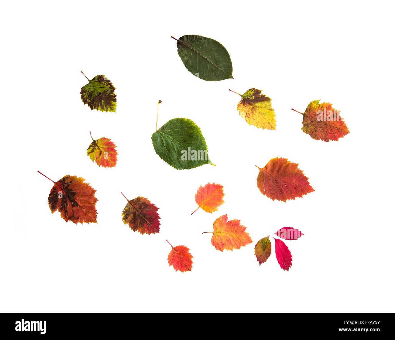 Conjunto de muchas hojas de otoño caídos Foto de stock