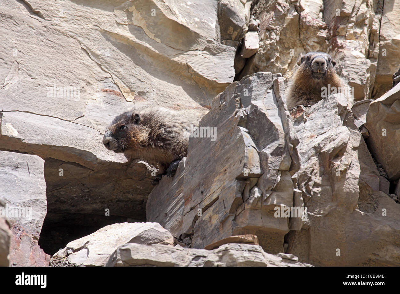 Canosos marmotas junto a la madriguera, tomando sol en peñasco en Alberta, Canadá Foto de stock