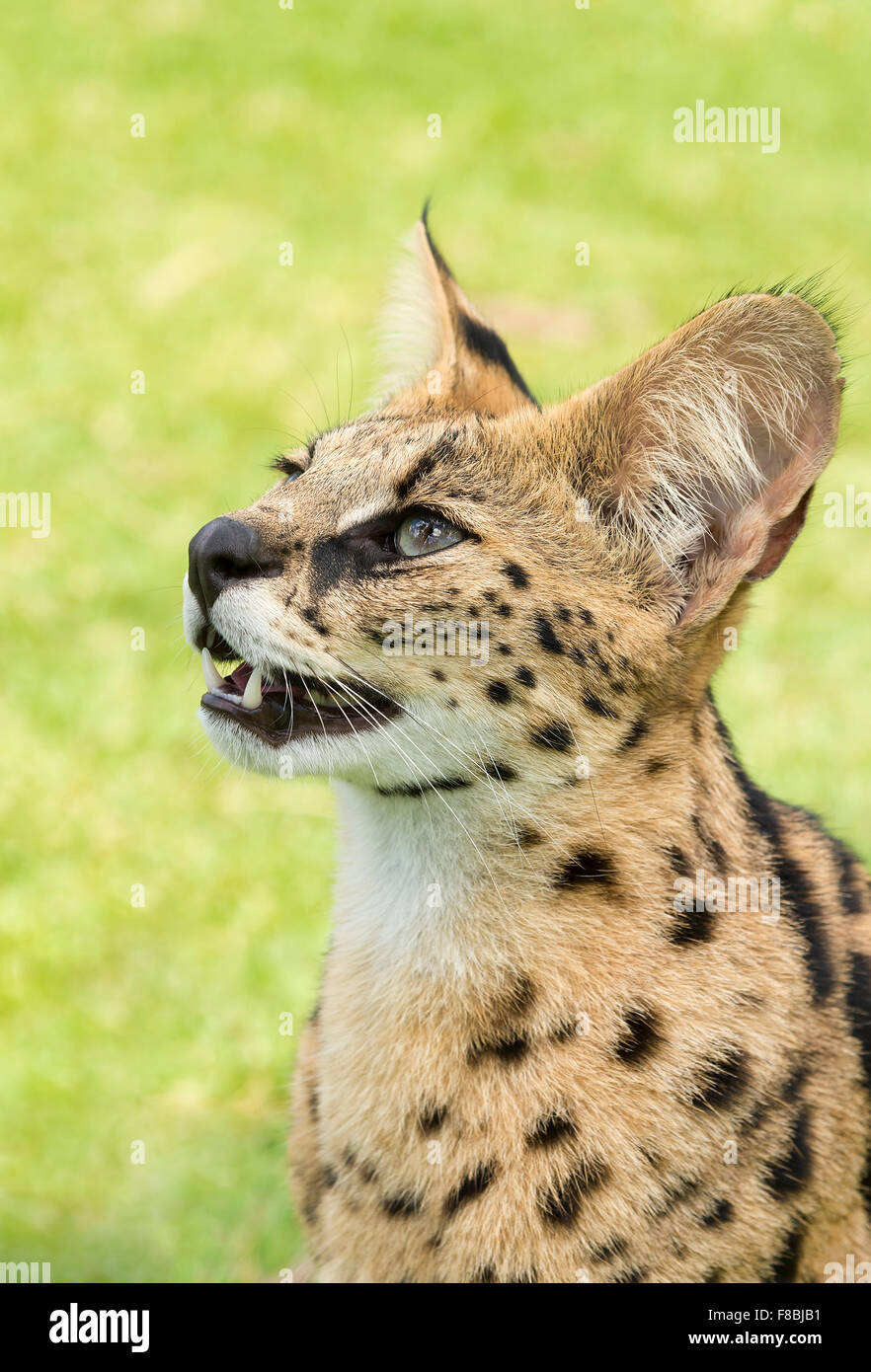 Los jóvenes serval (Leptailurus serval), de dos años de edad, retrato, cautiva Foto de stock