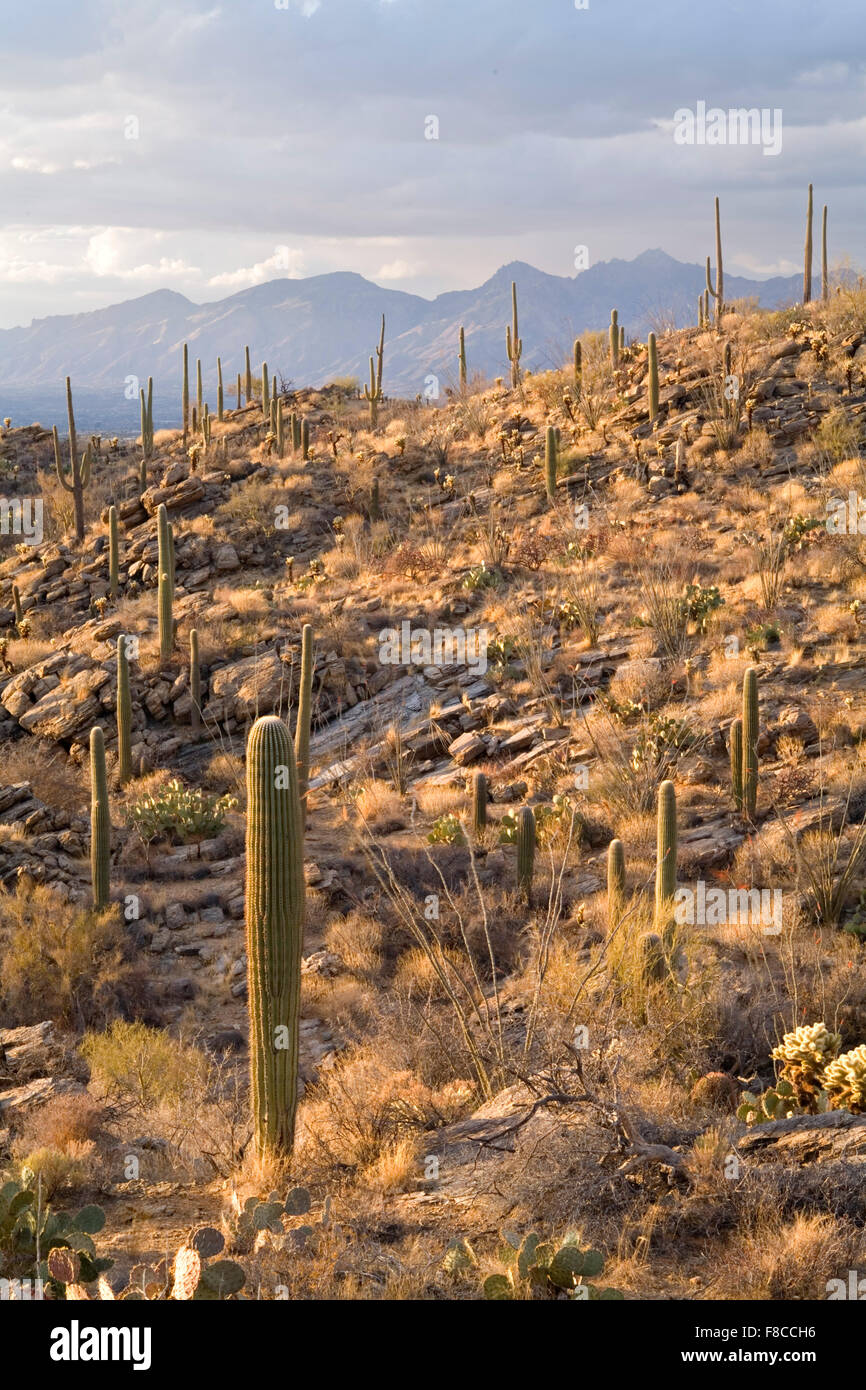 Cactus y Montañas Santa Catalina, El Parque Nacional de Saguaro (East), Tucson, Arizona, EE.UU. Foto de stock
