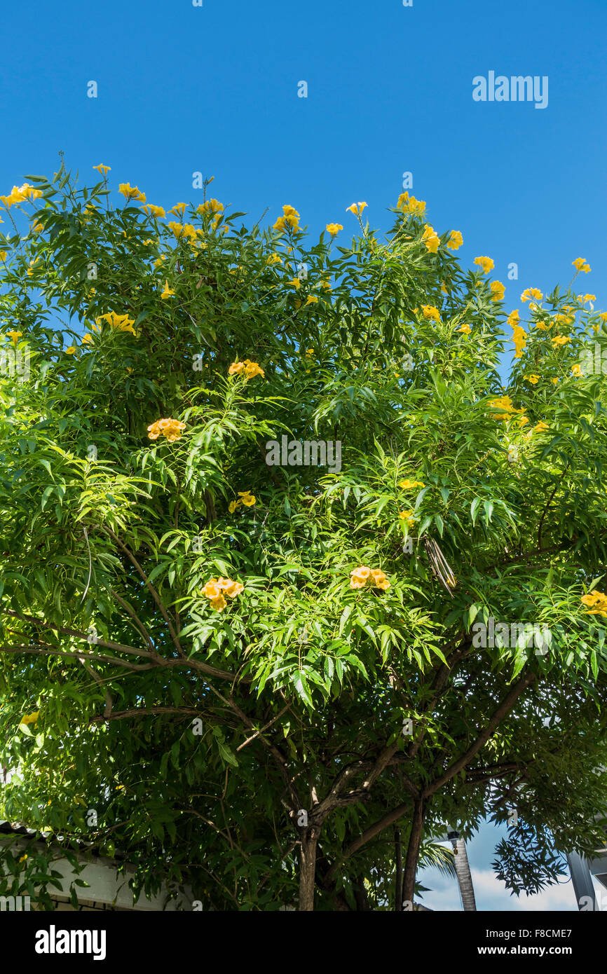 Ginger Thomas, Tacoma stans, un árbol con flores en forma de trompeta amarilla, crece en St. Croix, Islas Vírgenes de EE.UU. Foto de stock