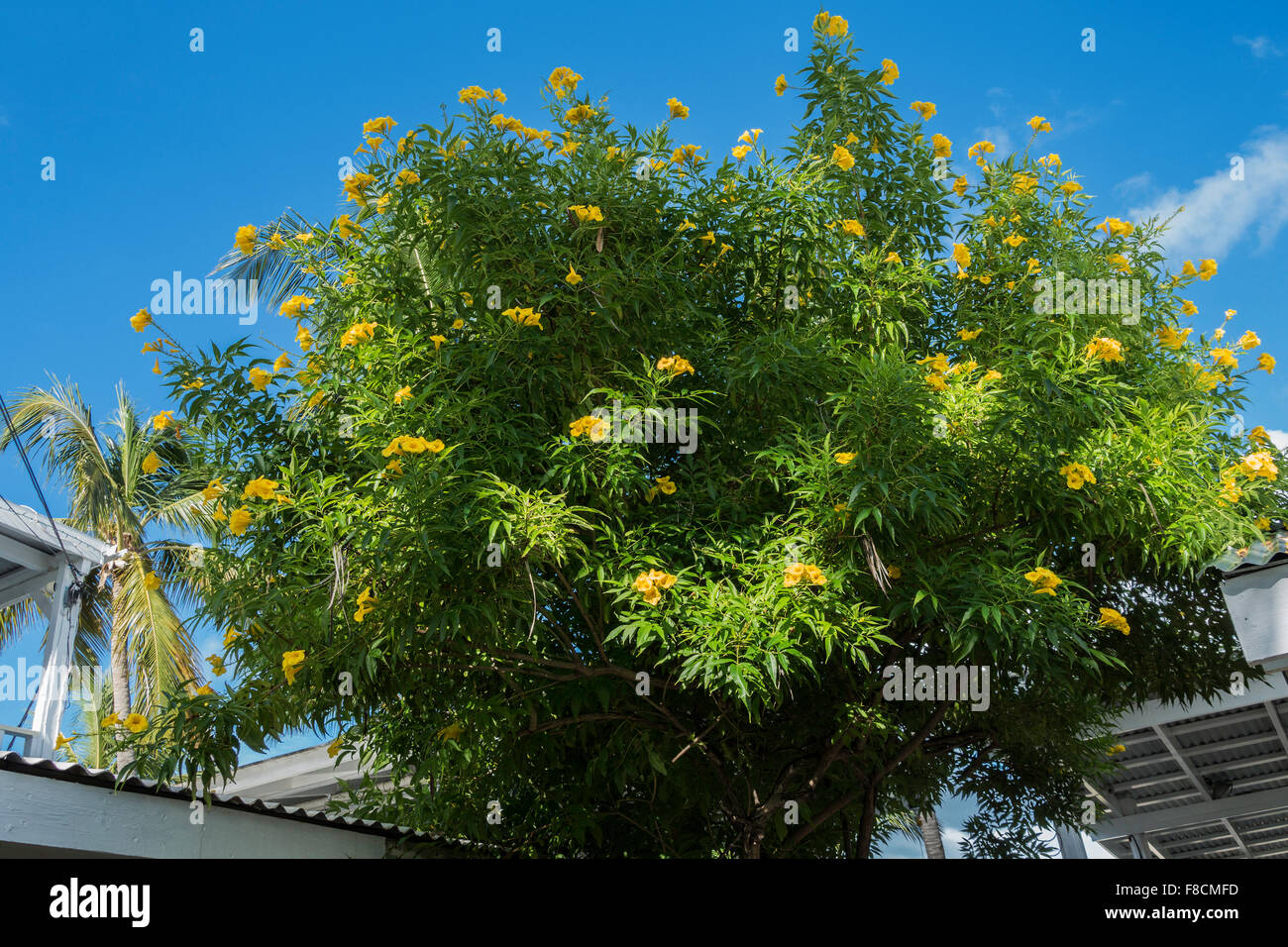Ginger Thomas, Tacoma stans, un árbol con flores en forma de trompeta amarilla, crece en St. Croix, Islas Vírgenes de EE.UU. Foto de stock