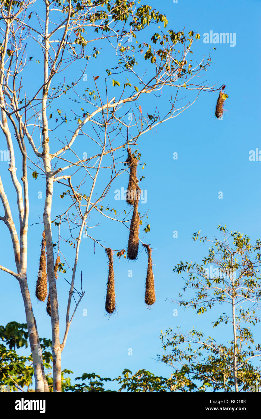 Oropéndola nidos pájaros colgando de un árbol en lluvioso del Amazonas en Brasil Fotografía de stock Alamy