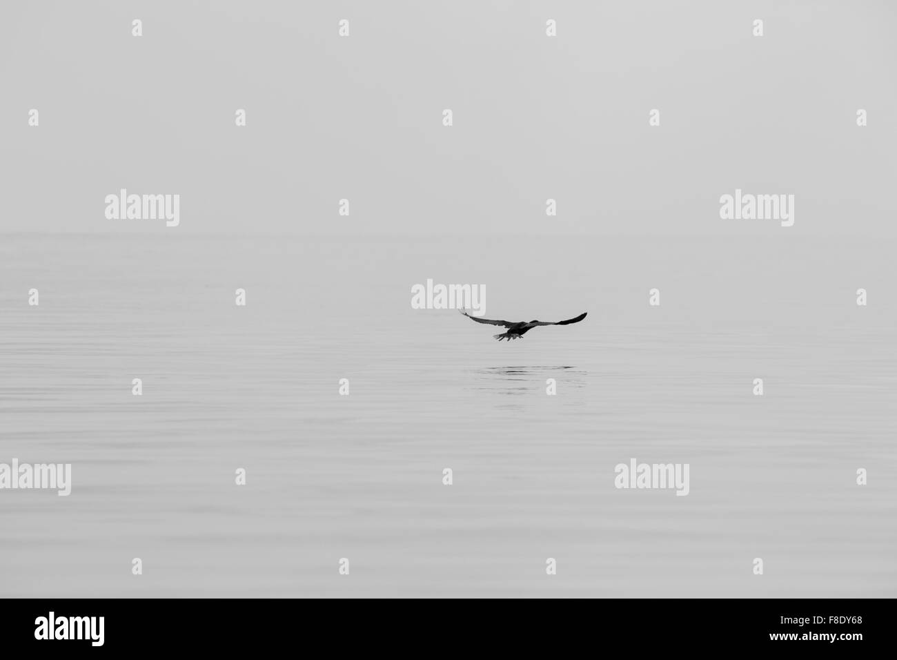 Pájaro volando en una fila en el lago de Maracaibo, Venezuela Foto de stock