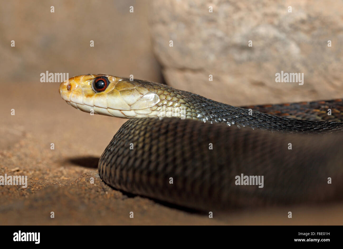 La Costera Trenzado Taipan la serpiente, Oxyuranus scutellatus, encontrado en Australia y altamente venenoso. También conocido como el Trenzado Taipan oriental Foto de stock