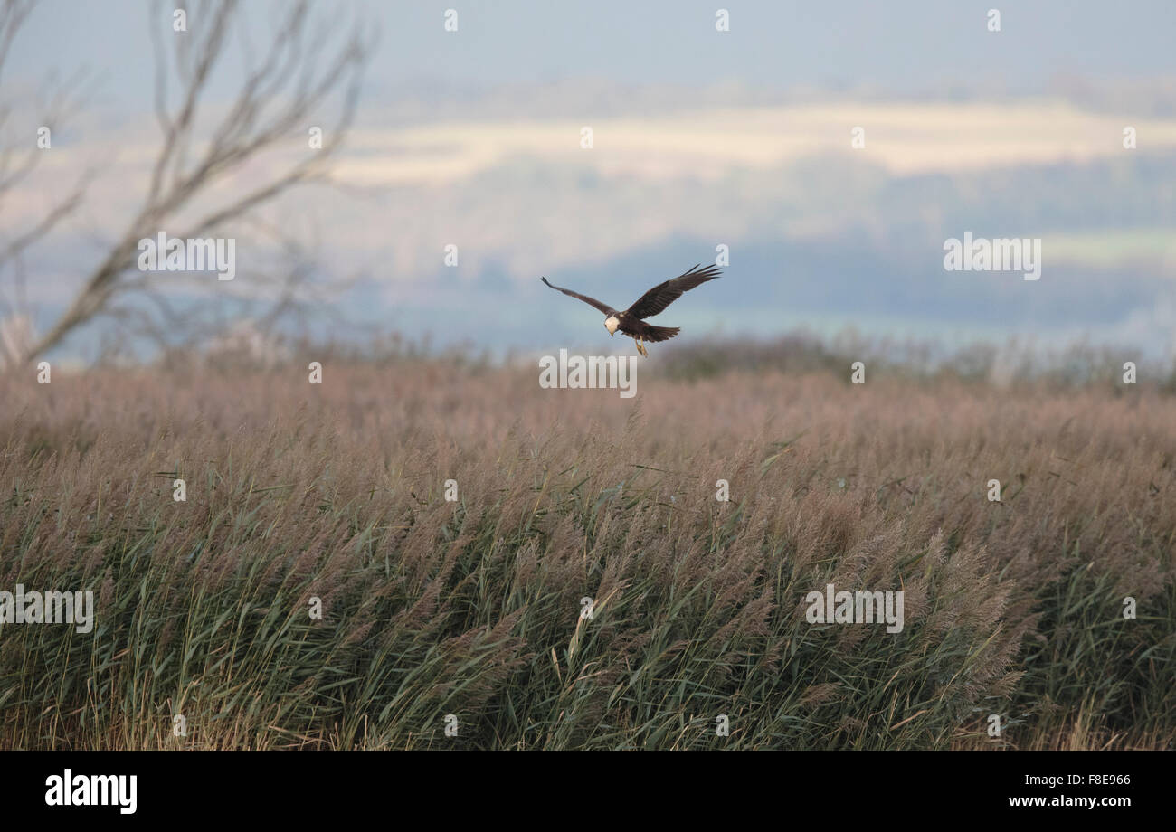 Aguilucho lagunero juvenil sobre caza reedbed Foto de stock