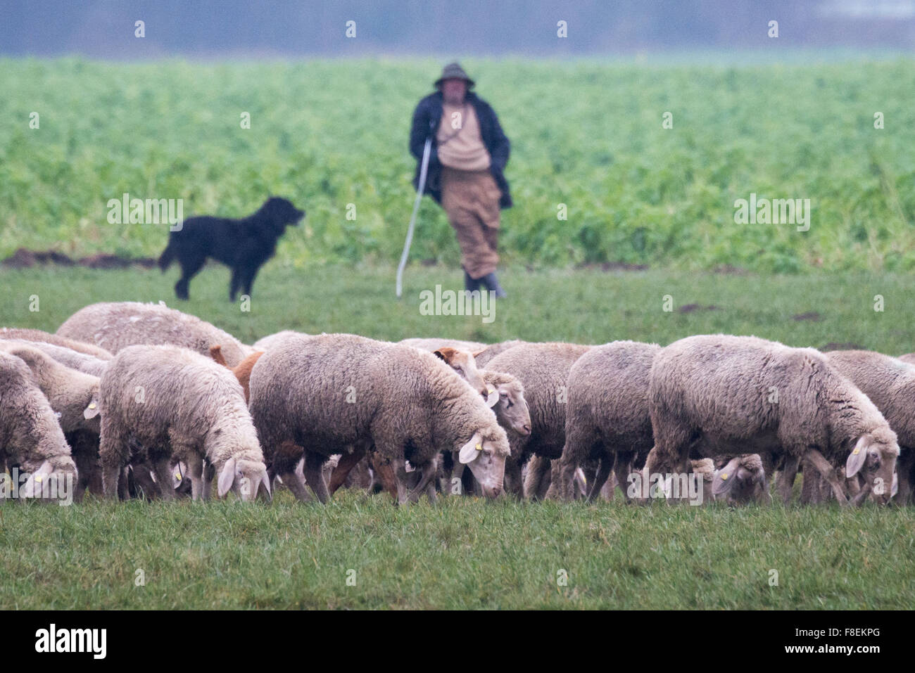 Weng, Alemania. 08 dic, 2015. Las ovejas pastan en un campo cerca de Weng, Alemania, 08 de diciembre de 2015. Foto: ARMIN WEIGEL/dpa/Alamy Live News Foto de stock