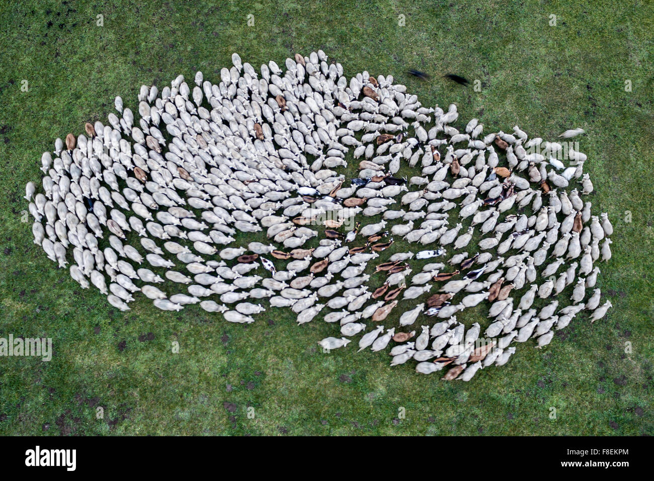 Weng, Alemania. 08 dic, 2015. Las ovejas pastan en un campo cerca de Weng, Alemania, 08 de diciembre de 2015. Foto tomada con un zumbido. Foto: ARMIN WEIGEL/dpa/Alamy Live News Foto de stock