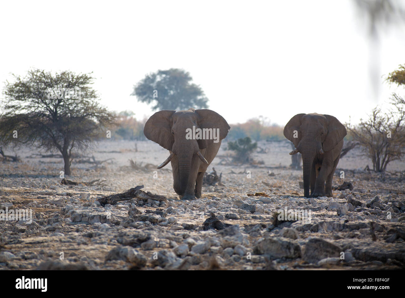 Dos elefantes sedientos bajando a la Okaukuejo waterhole para saciar su sed, el Parque Nacional Etosha, en Namibia. Foto de stock
