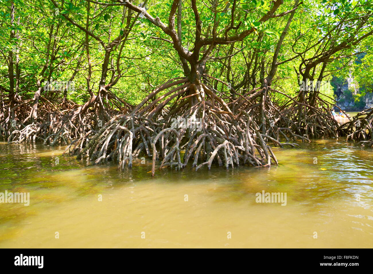 Tailandia - provincia de Krabi, manglares, costa Phang Nga Bay Foto de stock