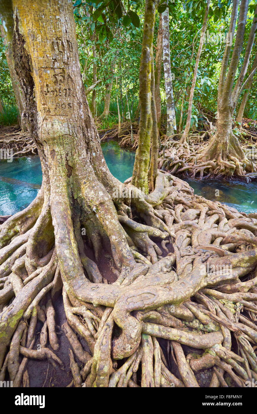 Tailandia - El bosque de manglar en Tha Khlong Pom Parque Nacional Nam Song Foto de stock