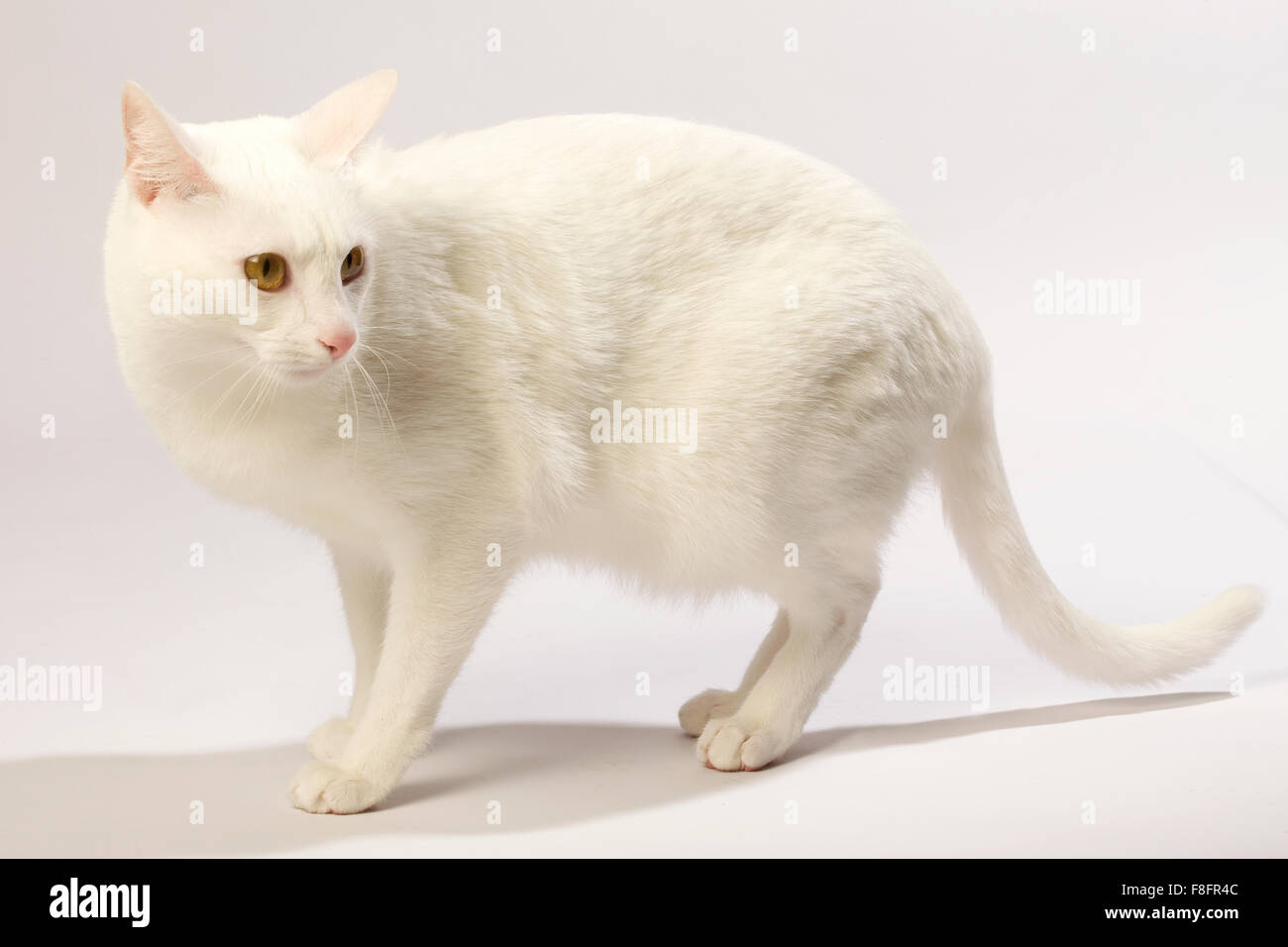 Gato Blanco de ojos amarillos y fondo blanco. Foto de stock