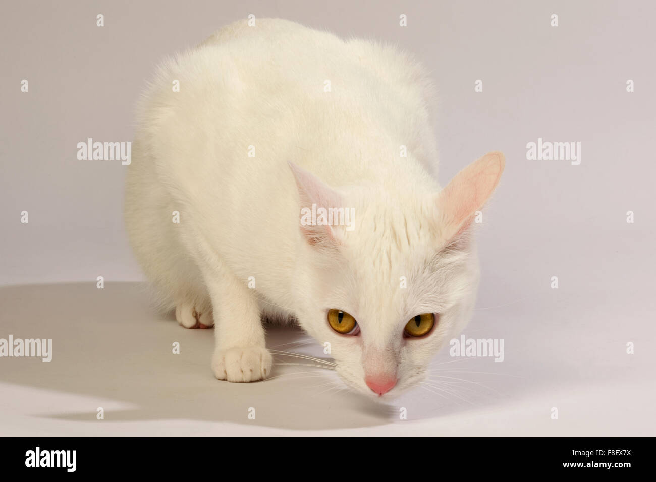 Gato Blanco de ojos amarillos y fondo blanco. Foto de stock