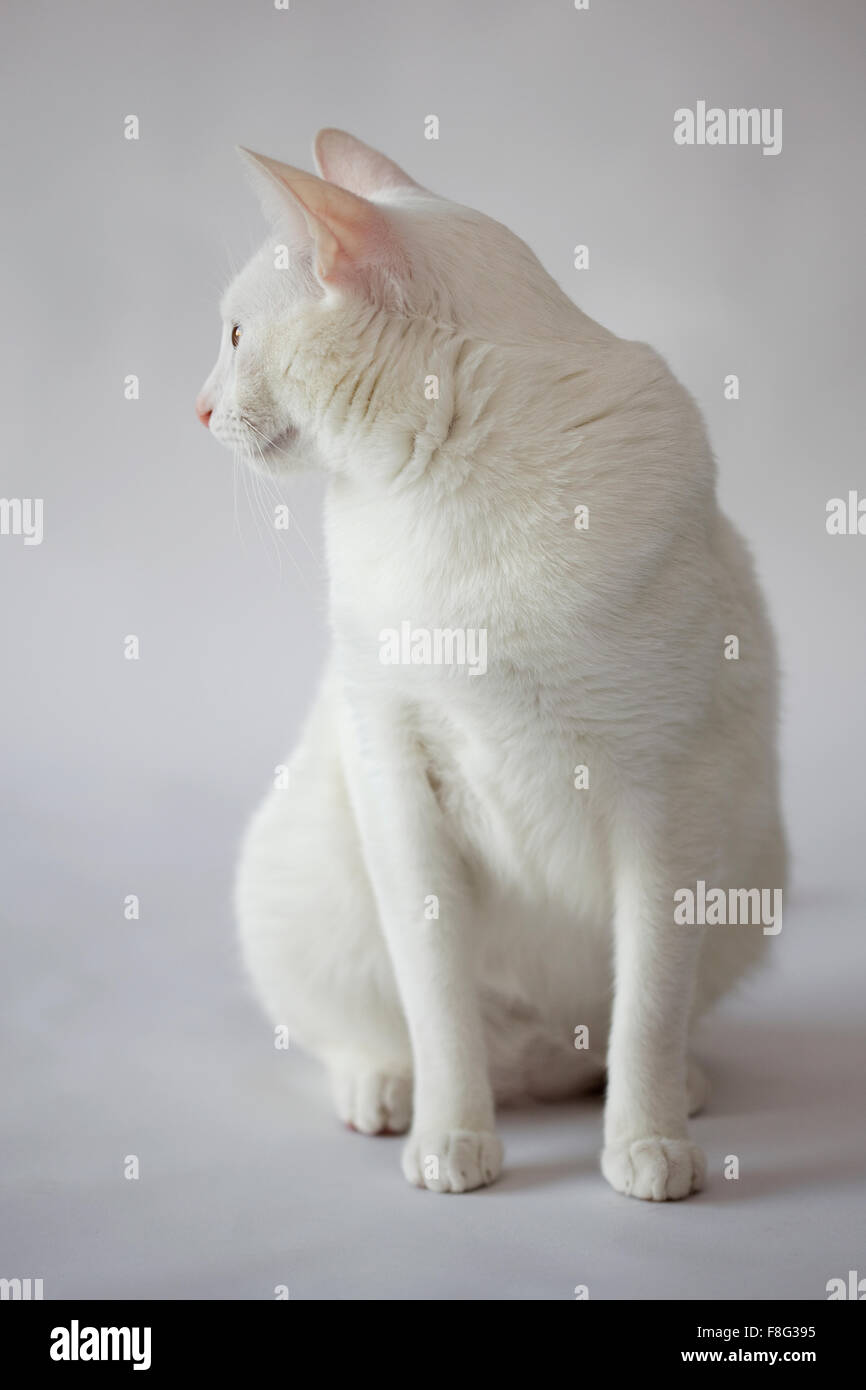 Gato Blanco de ojos amarillos y fondo blanco. Foto de stock