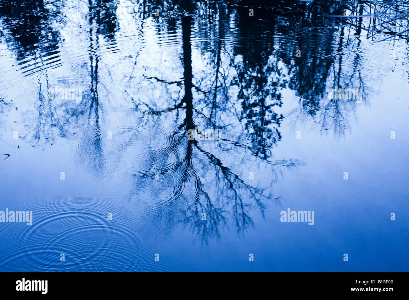 Reflejo de árboles desnudos en el murmullo del agua Fotografía de stock -  Alamy