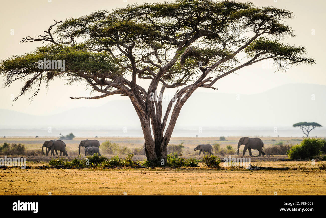 Los elefantes bajo los árboles en el paisaje de sabana Foto de stock
