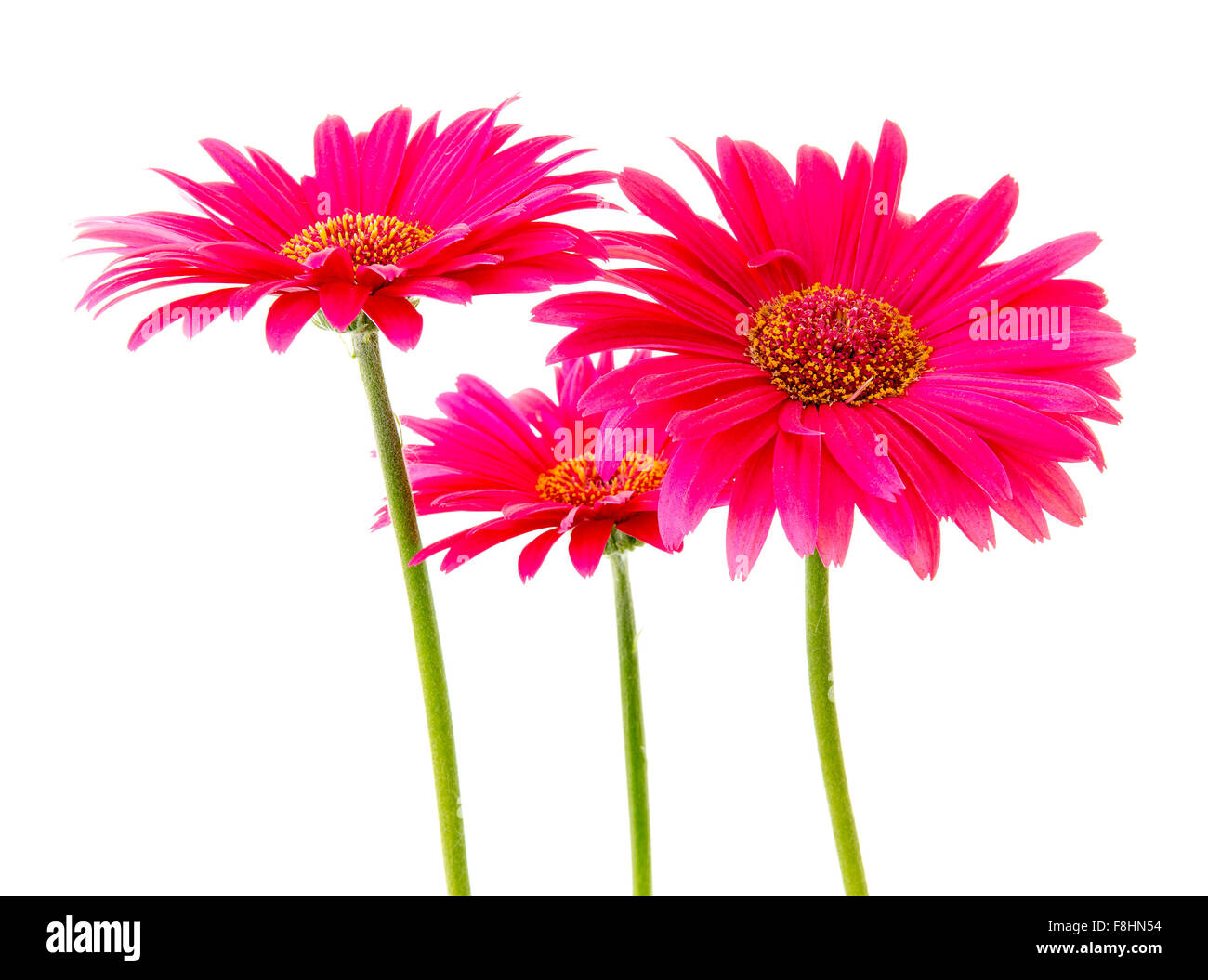 Gerbera rosa flores fotografías e imágenes de alta resolución - Alamy