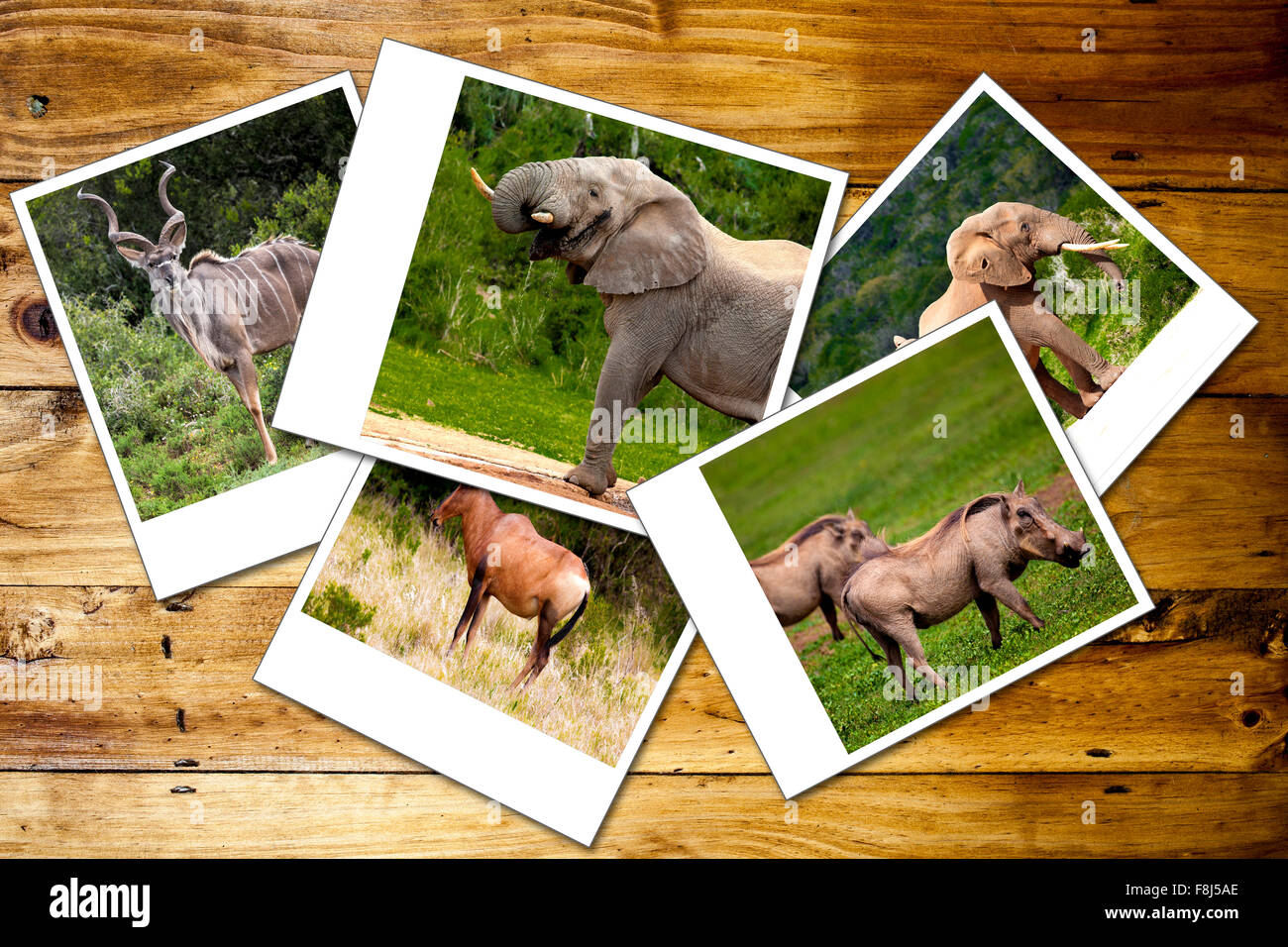 Collage de fotos de animales salvajes africanos. Foto de stock