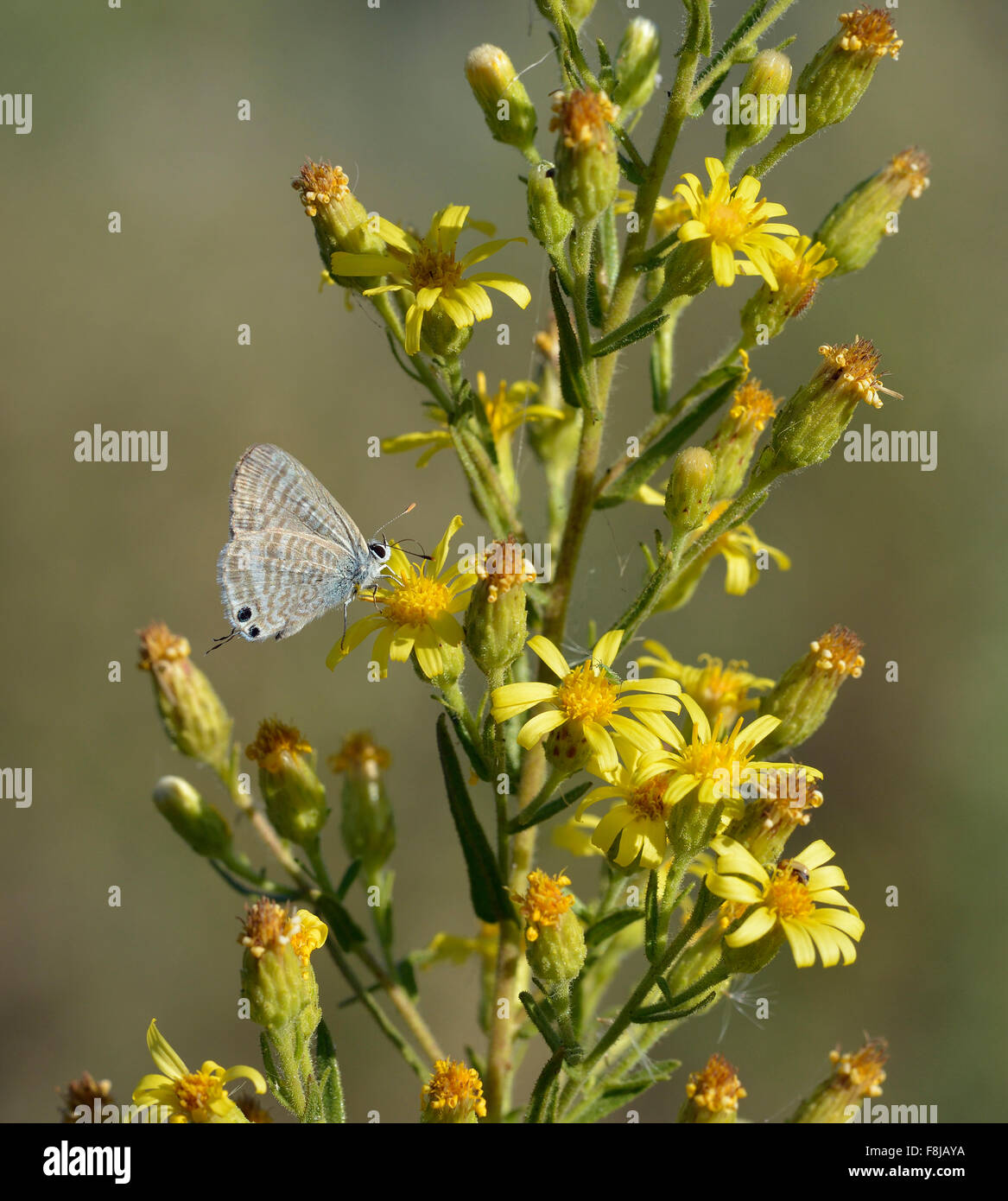 Dittrichia viscosa flores con larga cola mariposa azul - Lampides boeticus Foto de stock