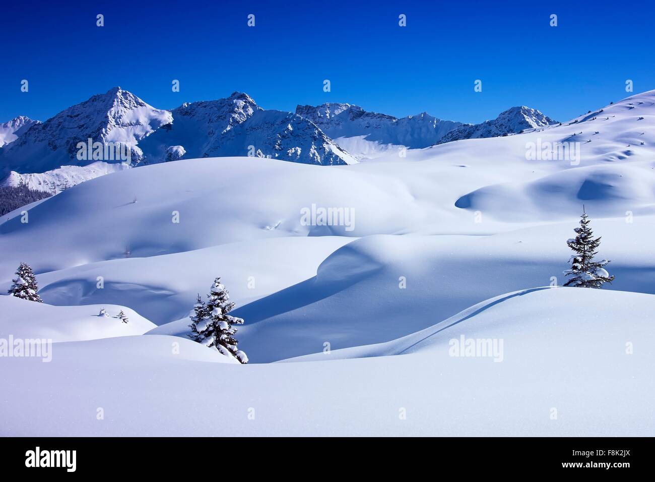 El paisaje cubierto de nieve profunda y abetos, Arosa, Suiza Foto de stock