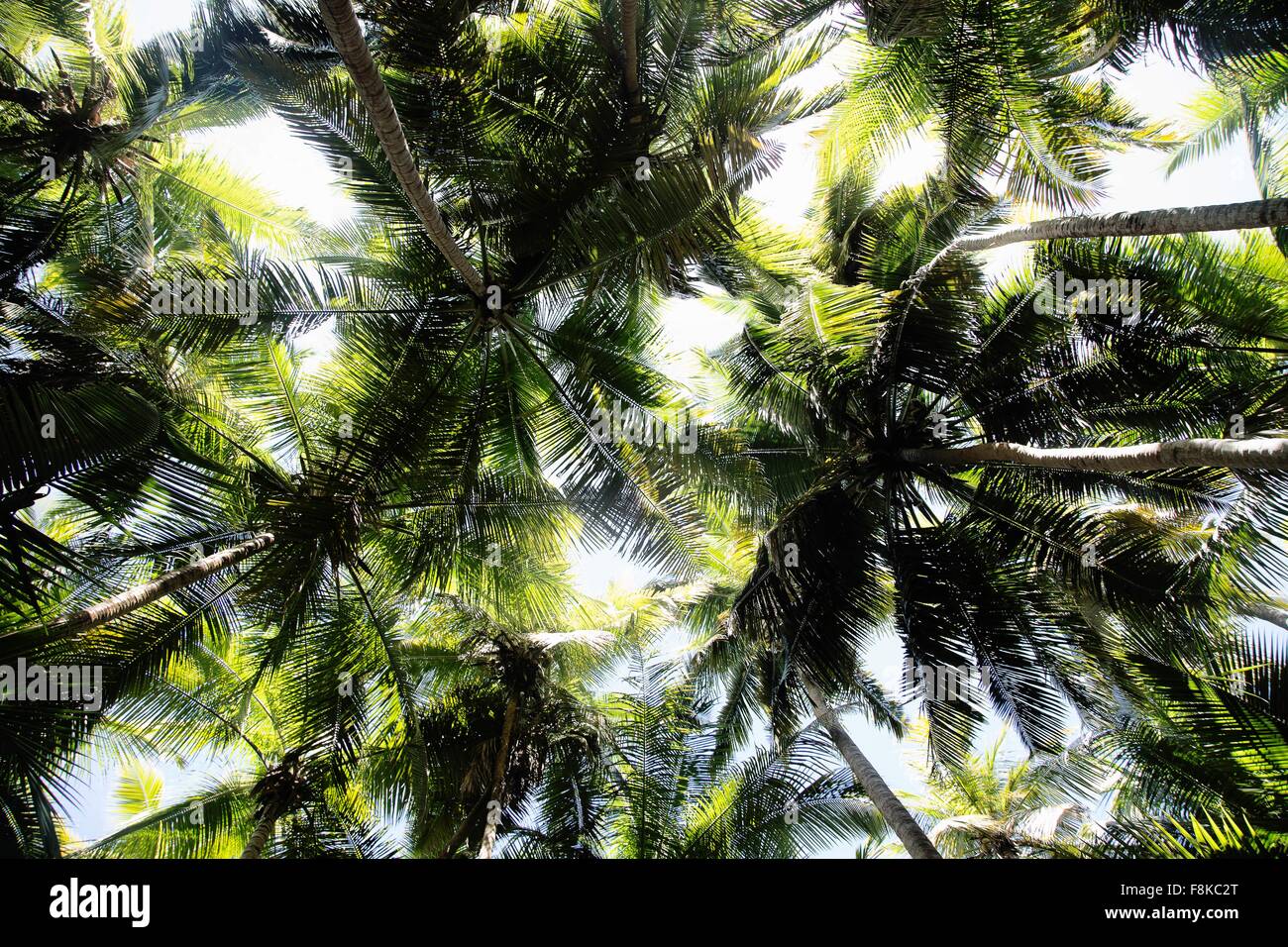 Ángulo de visión baja de palmeras, Maho Bay, St.John, Islas Vírgenes de EE.UU. Foto de stock