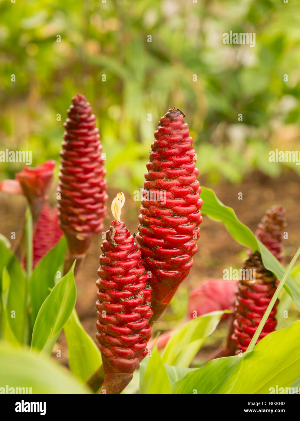 Flores en forma de cono rojo del champú jengibre o planta Awapuhi, Hawai Foto de stock