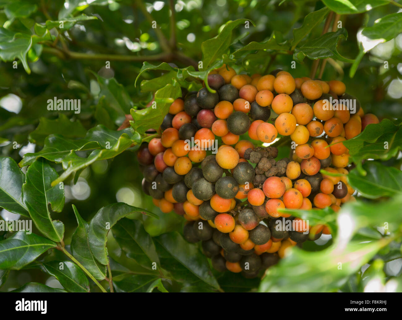 Montón de Rojo hawaiano Kona Coffee beans en la rama de la plantación de Kauai, Hawaii Foto de stock