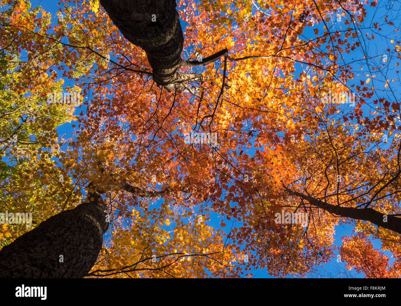 Los árboles con hojas de otoño - mirando hacia arriba Foto de stock