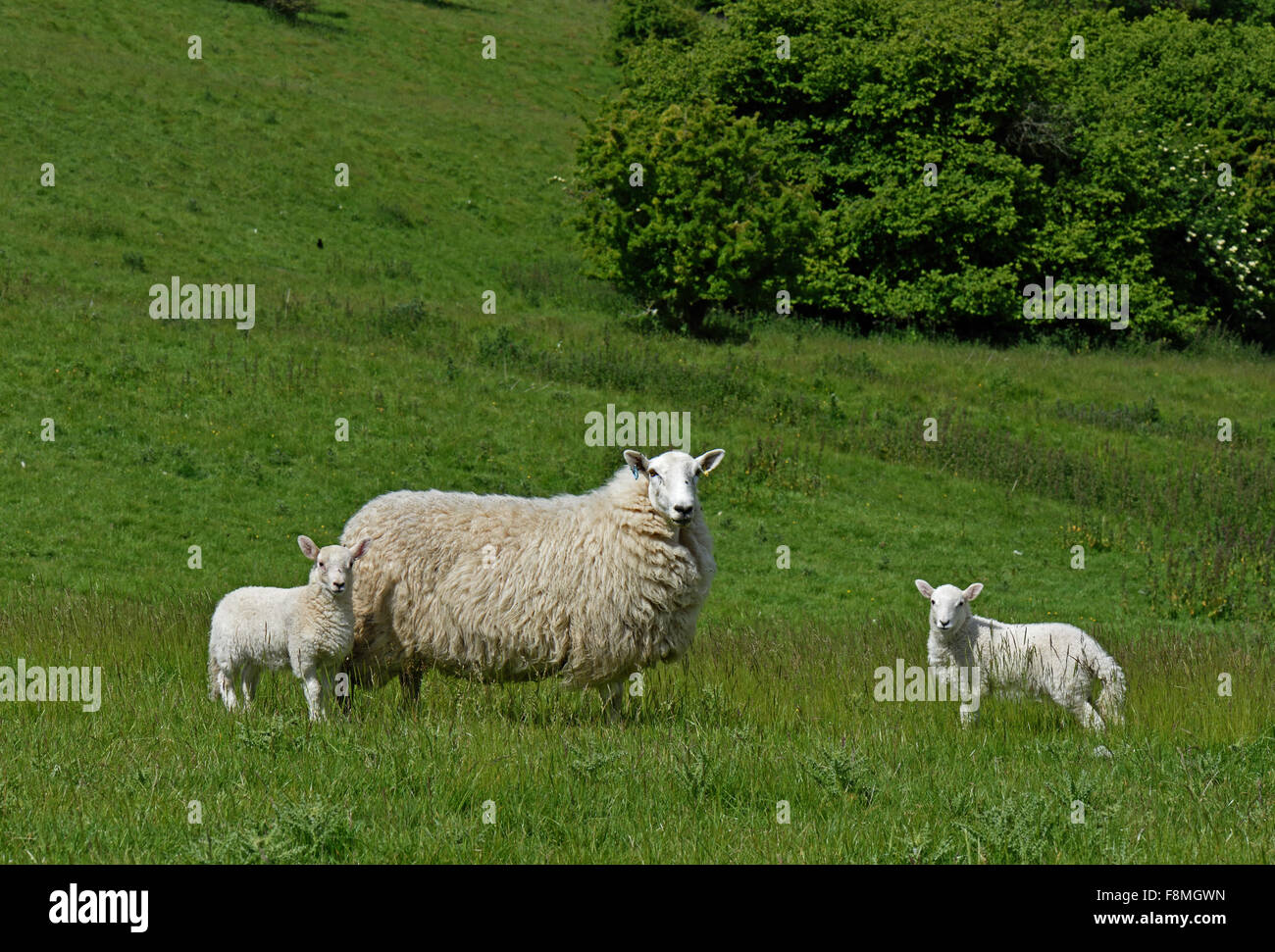 Cheviot oveja con su hermana gemela de corderos en verano sobre las colinas calcáreas, Berkshire, pastos de Junio Foto de stock