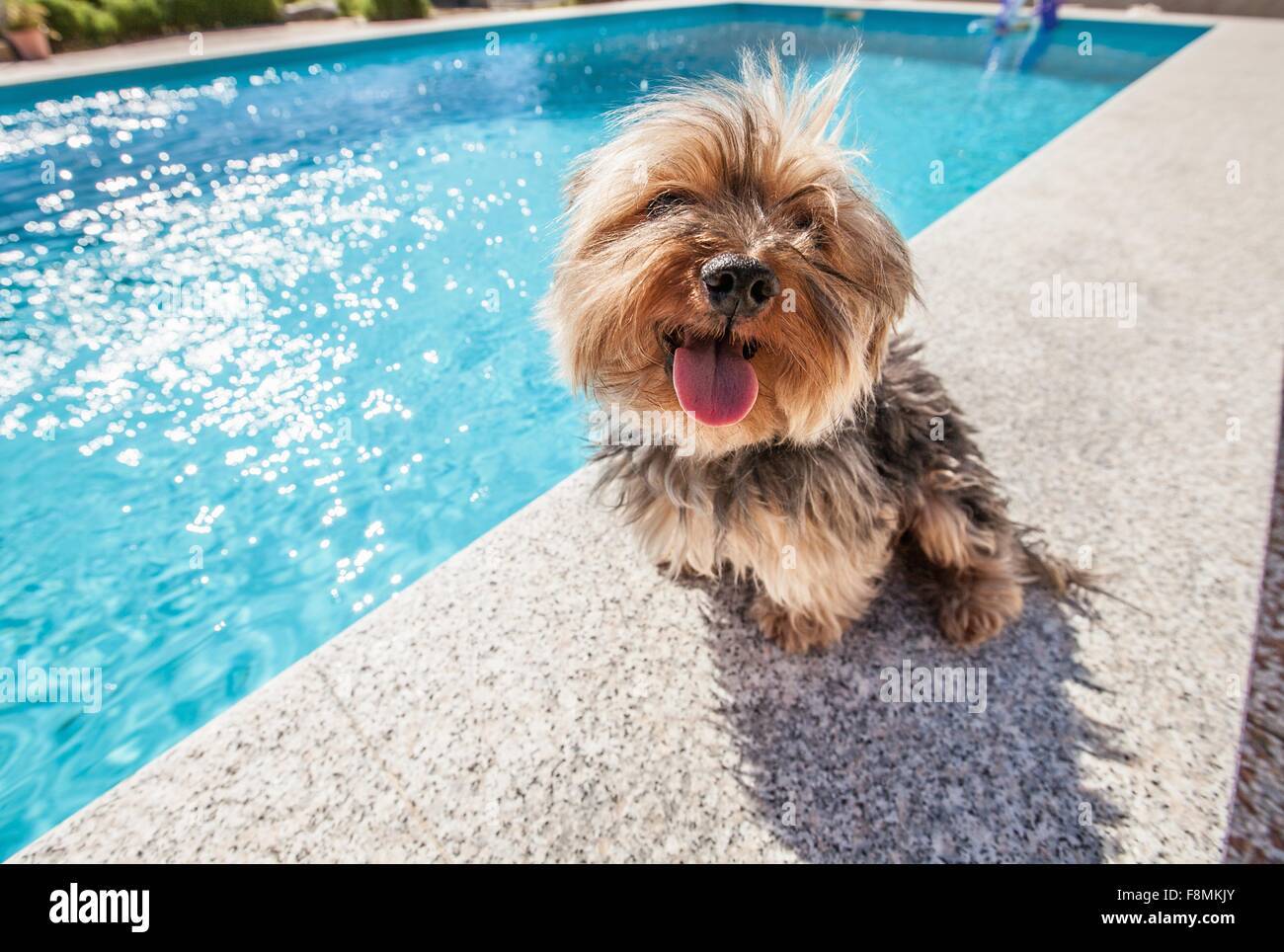 Perro sentado por la piscina en día soleado Foto de stock