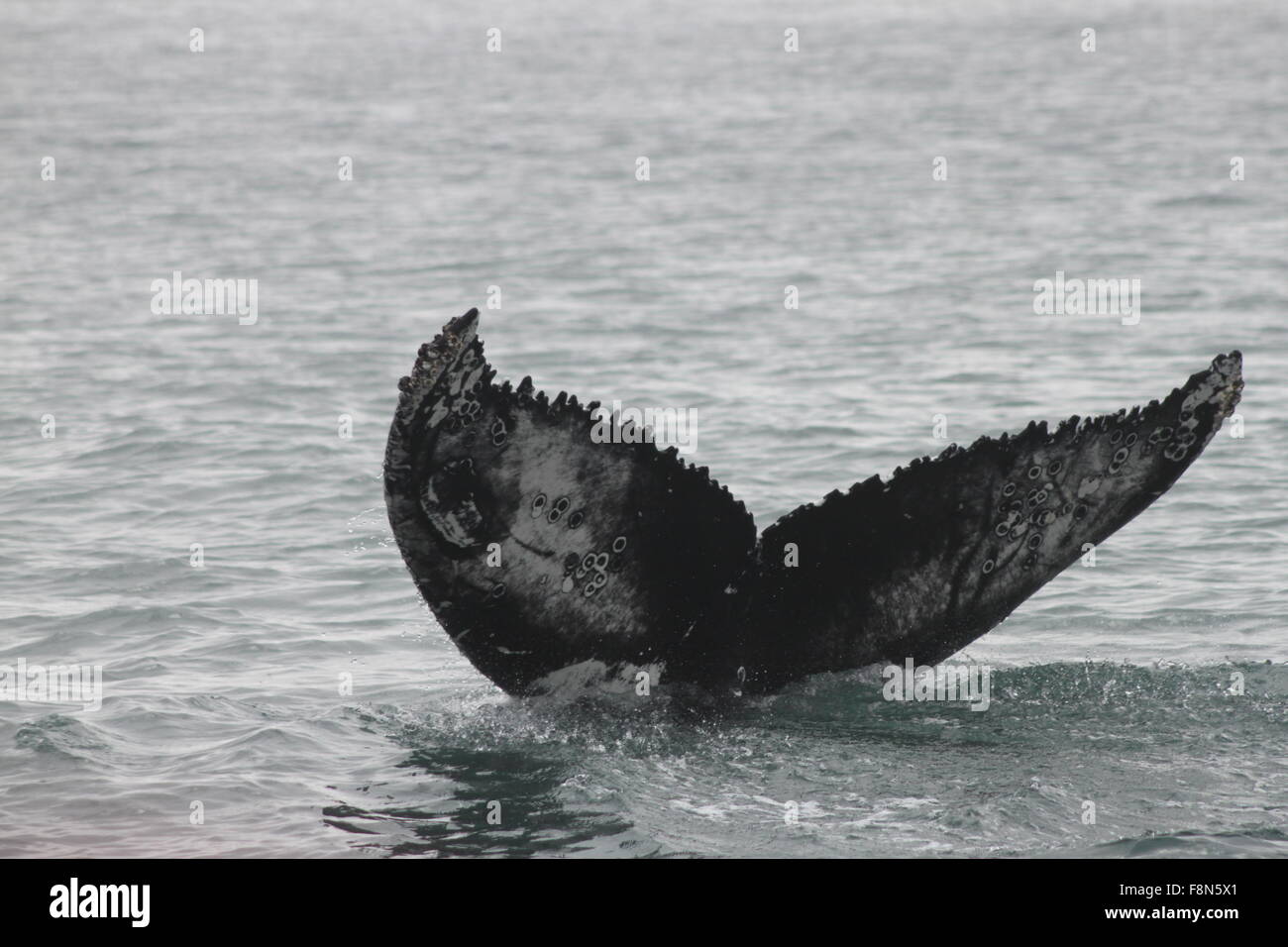 Cola de ballena jorobada Bahía de Skjalfandi Husavik al nordeste de Islandia Europa Foto de stock