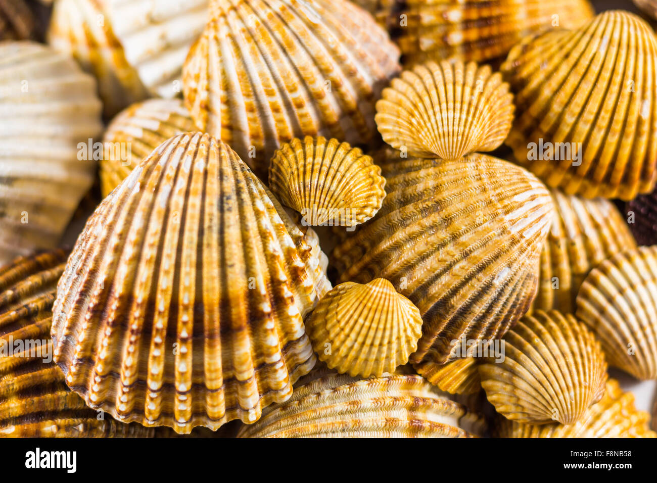 Colección de caracoles, conchas aislados antecedentes Foto de stock