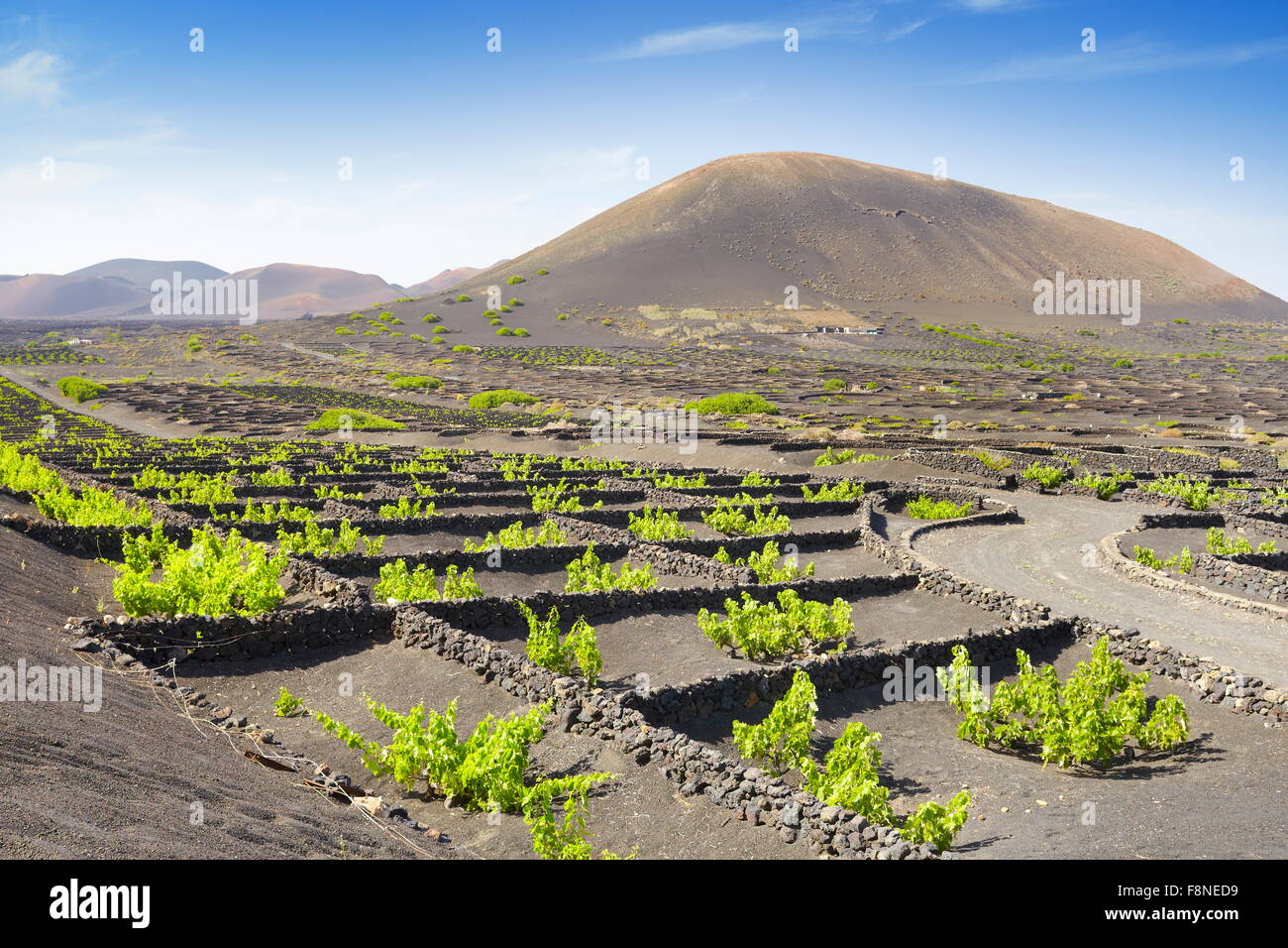La plantación de viñas en suelo volcánico en La Geria, Lanzarote, Islas Canarias, España Foto de stock