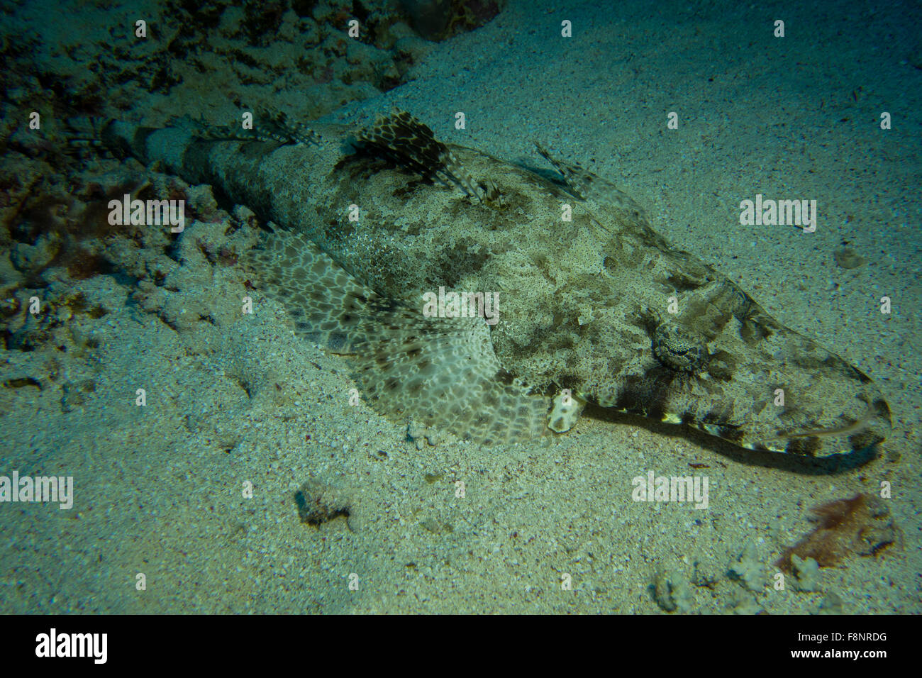 Un flathead, tentáculos- Papilloculiceps Crocodilefish longiceps, o desde el sur del Mar Rojo, Egipto. Foto de stock